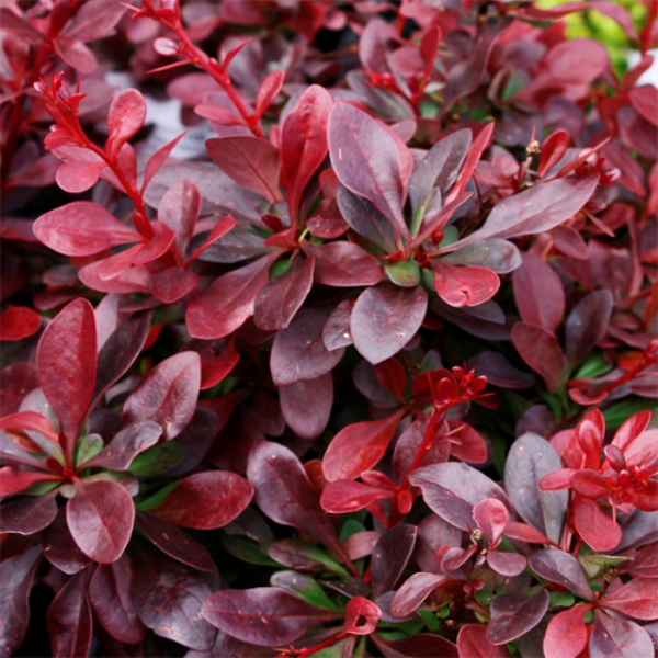 Барбарис тунберга Атропурпуреа Нана